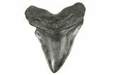 Fossil Megalodon Tooth - South Carolina #170327-1